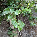 prunus ilicifolia
